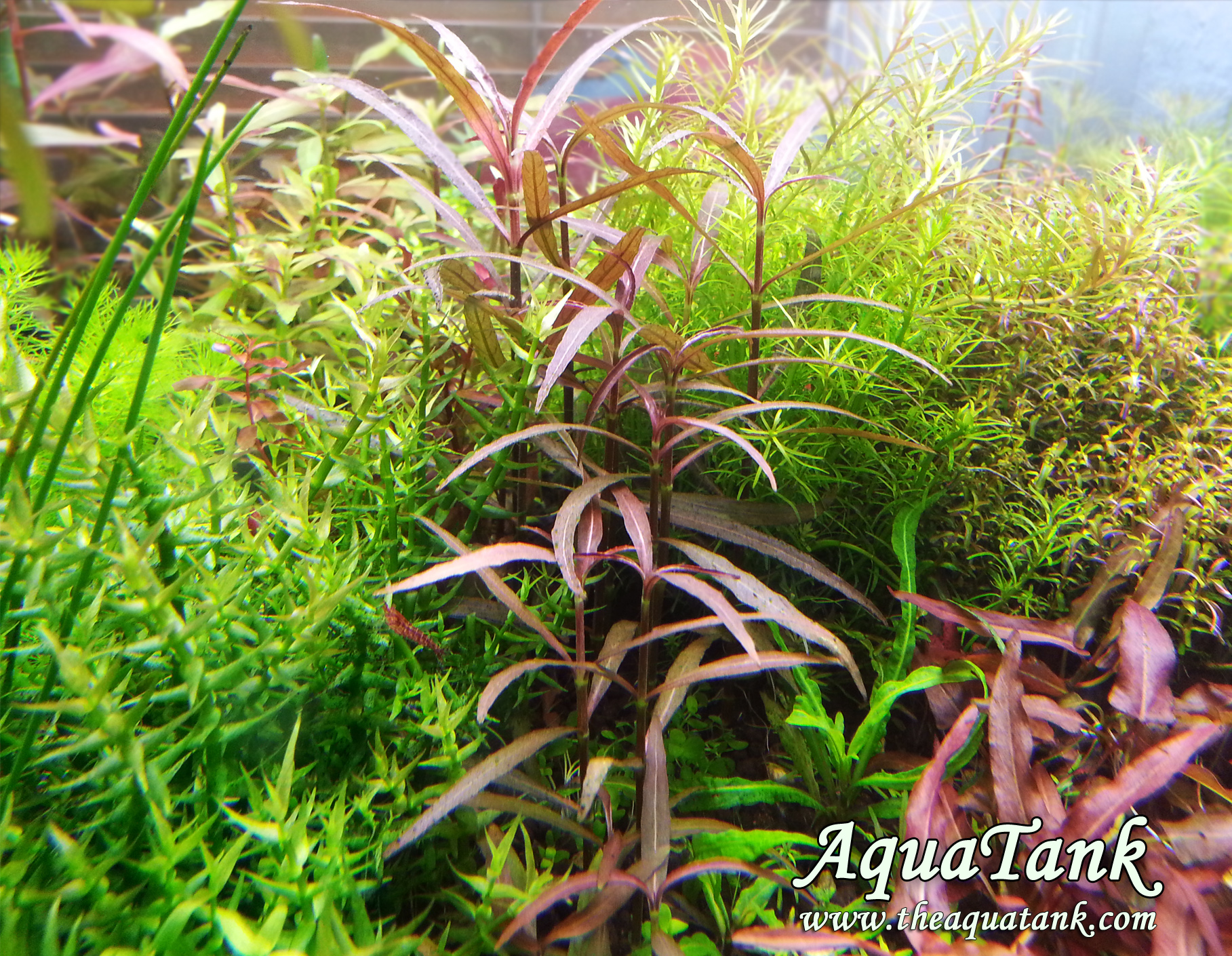 Hygrophila Lancea aquarium plant AquaTank Rare Aquarium